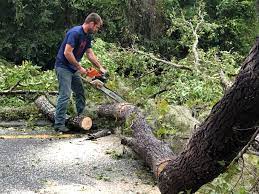 Best Emergency Tree Removal  in Citrus Springs, FL