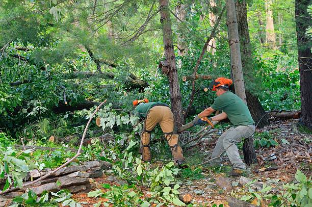 Best Hedge Trimming  in Citrus Springs, FL